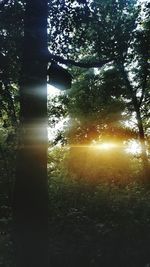 Trees in forest during sunset