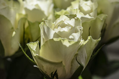 Close-up of rose plant