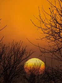 Silhouette bare tree against orange sky