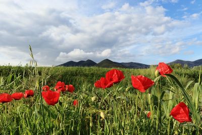 Red poppies on field against sky