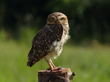 Close-up of owl perching on branch