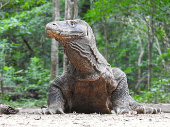 Lizard in a forest