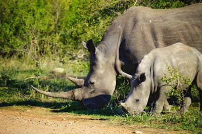 Mother rhinoceros protecting calf