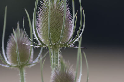 Close-up of plant