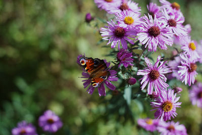 Close-up of butterfly pollinating on purple flower