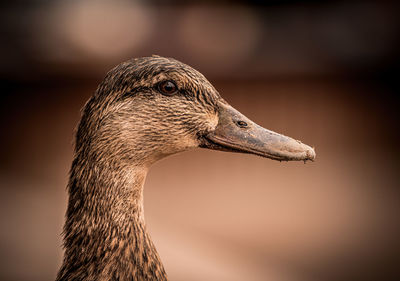 Close-up of duck