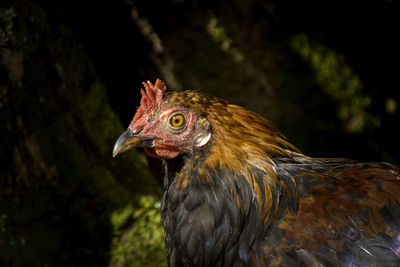 Close-up of rooster