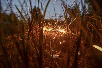 Close-up of illuminated plants on field against sky