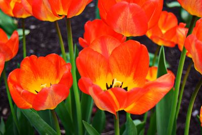 Close-up of orange flowering plants