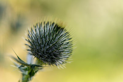 Close-up of thistle flower