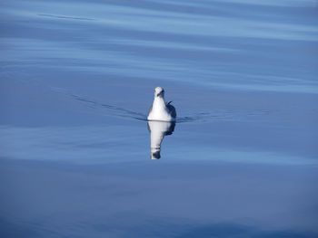 Seagull on the lake