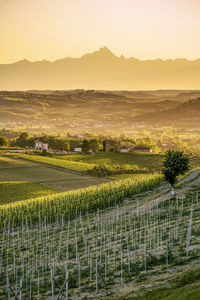 Verdi colline con sullo sfondo monviso