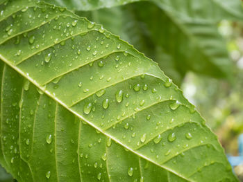 Full frame shot of wet leaves