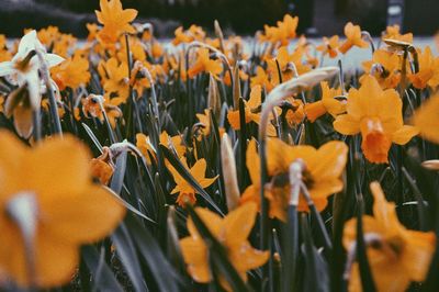 Close-up of yellow flowering plants