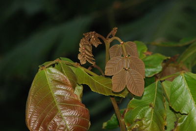 Close-up of leaves