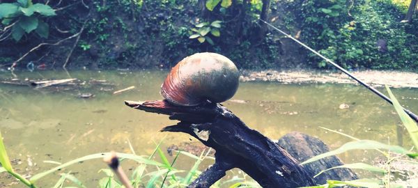 Close-up of snail on land