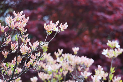 Spring flower at botanical garden