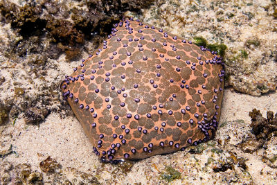 High angle view of crab on sand