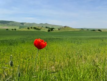 Red poppy flower on field against sky
