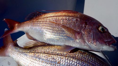 Close-up of fish