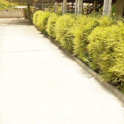 Plants growing on street by footpath