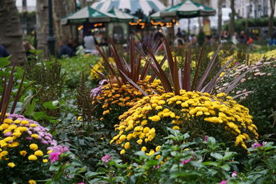 Close-up of yellow flowers blooming outdoors