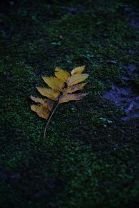 High angle view of maple leaf on field