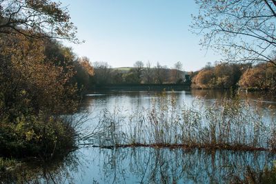 Scenic view of lake in forest against clear sky