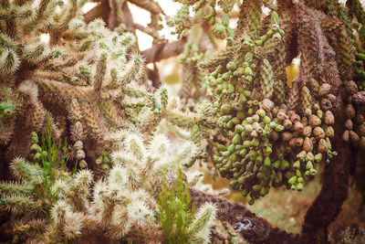 A visit to the desert - cactus