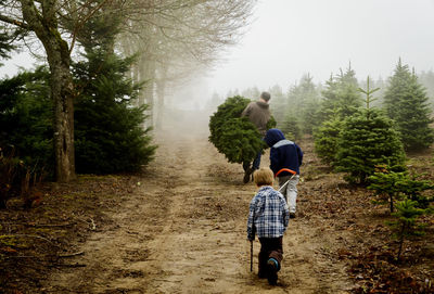 Rear view of father with sons carrying pine trees while walking on dirt road at farm during foggy weather