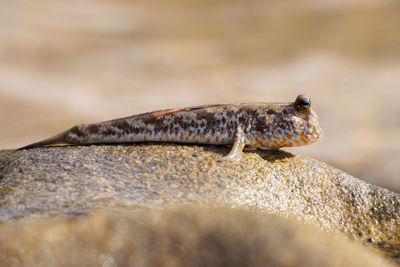 Close-up of lizard on rock