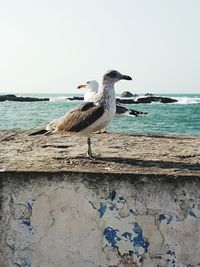 Bird perching on shore against clear sky