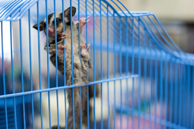 Sugar glider in cage