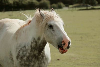 Close-up of a horse on field