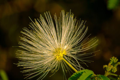 Close-up of dandelion on plant