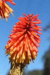 Close-up of red flower