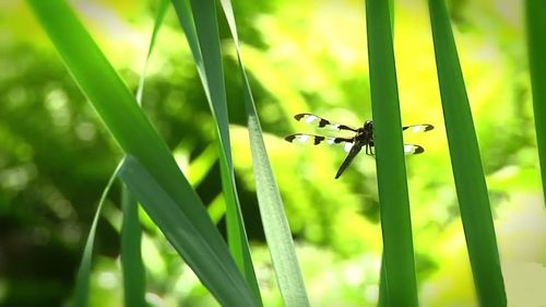 Close-up of insect on grass