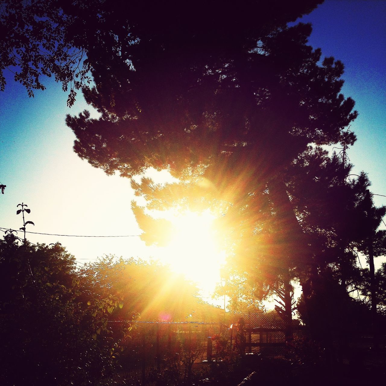 sun, tree, sunbeam, sunlight, lens flare, silhouette, tranquility, beauty in nature, clear sky, nature, tranquil scene, sky, growth, scenics, bright, low angle view, sunny, back lit, sunset, blue