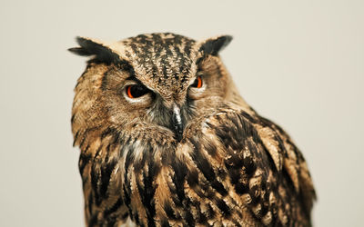 Close-up portrait of owl against white background