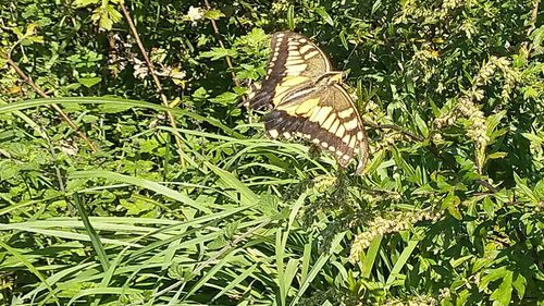 Butterfly on leaf