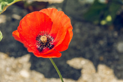 Close-up of insect on red poppy