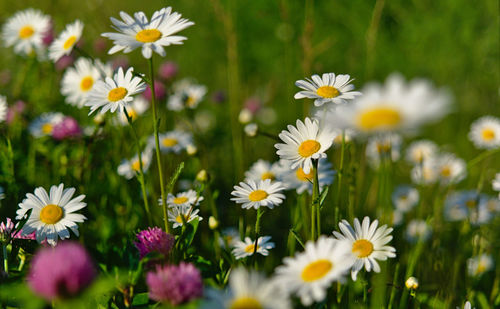 Close-up of white daisy flowers