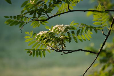 Low angle view of leaves on tree