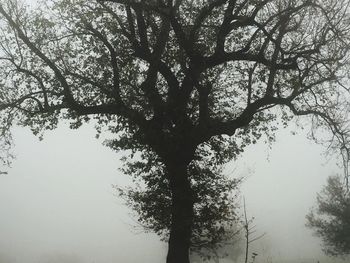 Low angle view of bare trees against sky