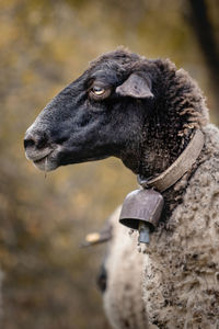 Close-up of a sheep