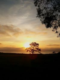 Silhouette of bare trees on landscape