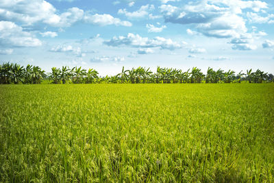 Scenic view of agricultural field against sky