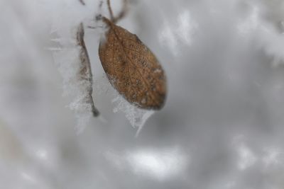 Close-up of frozen water