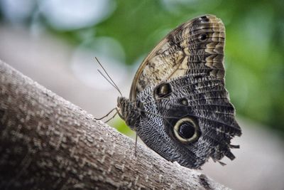 Close-up of butterfly perching outdoors