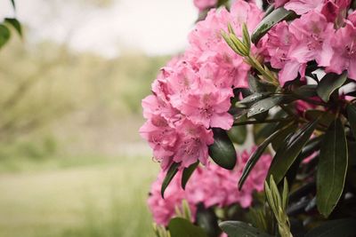 Close-up of pink flowers blooming on tree